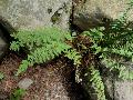 Woolly Lip Fern 1 / Cheilanthes tomentosa   